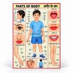 Parts of the Body Chart